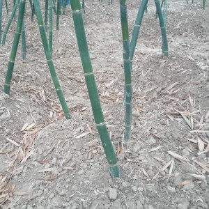 綠竹筍-竹欉整理(含給予肥料後之覆土): 攝於 02/15/2014 水道之鄉.