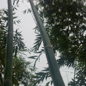 綠竹筍-竹欉整理後(重要因子通風和陽光需一並被考慮): 攝於 02/15/2014 水道之鄉.