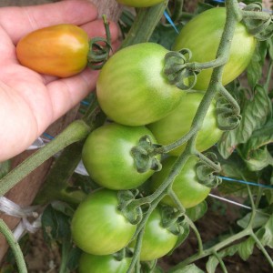 小番茄-自留種與亞蔬x號耐熱品種: 攝於 1/31/2014 水道之鄉.