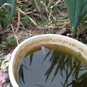 水微氣象-吸引青蛙前來: 攝於 03/10/2014 水道之鄉.