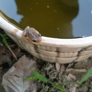 水微氣象-吸引樹蛙前來: 攝於3/23/2014 水道之鄉.