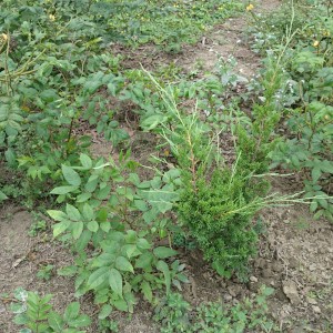以羊角豆做真柏的綠肥: 攝於 4/6/2014 水道之鄉.